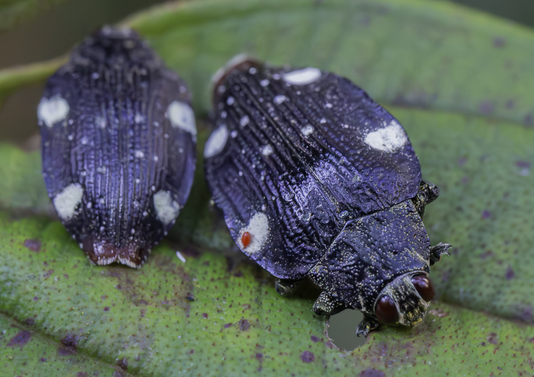 fungus - madagascar